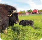 Musk Ox & Glaciers (June 2018)