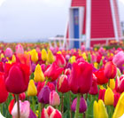 Tulip Time Knitting Cruise (April 2025)